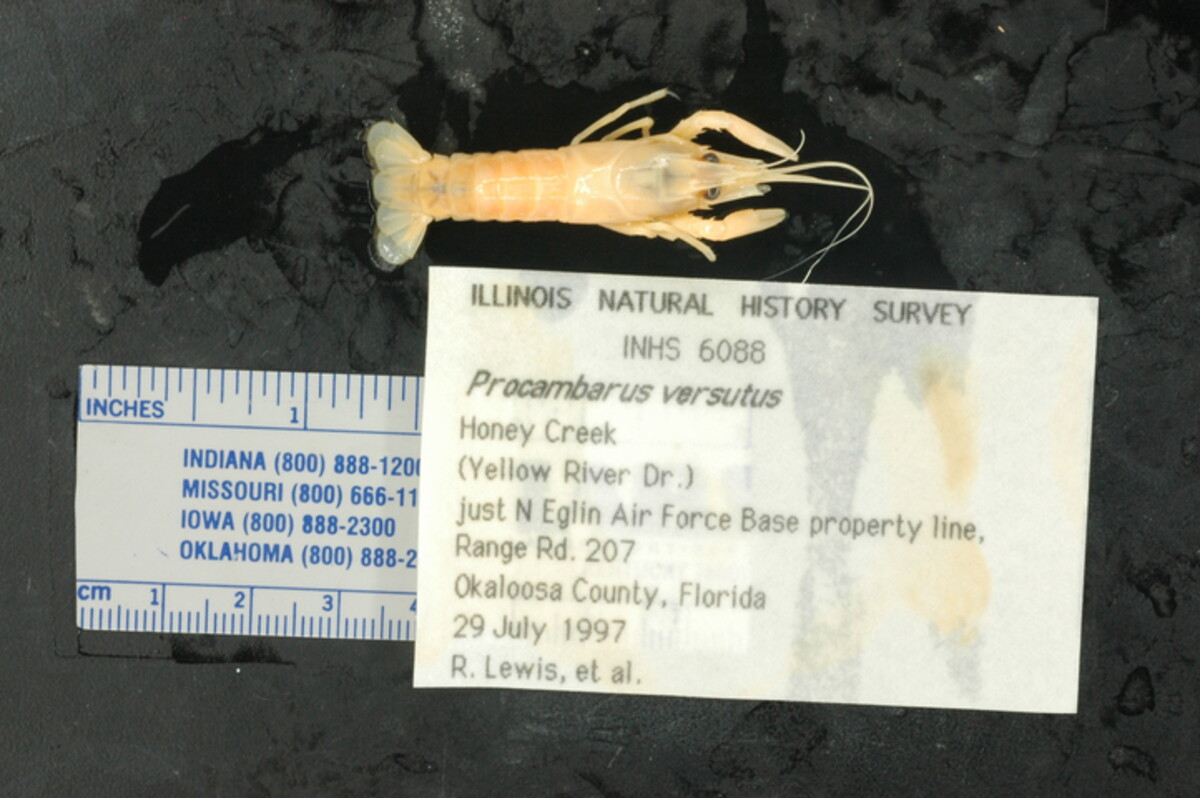 Procambarus versutus image